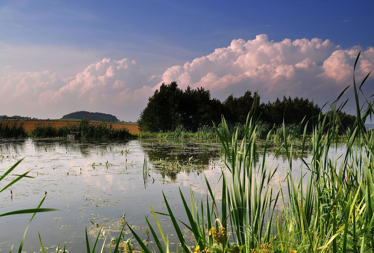 Spiegelungen am Alten Teich