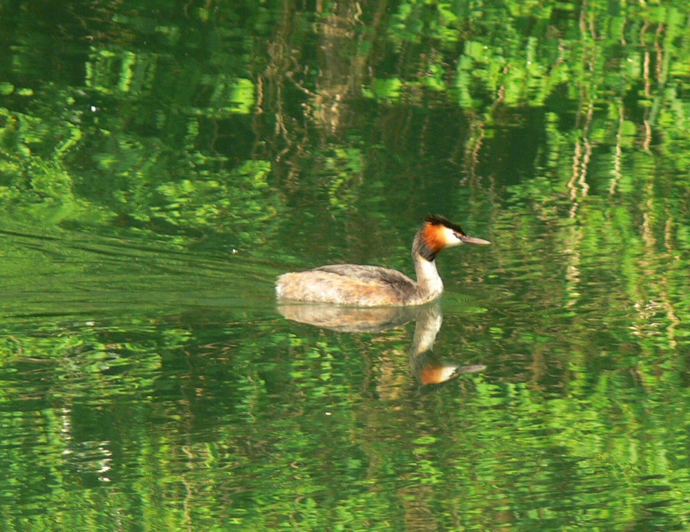 Spiegelungen am Altrhein im Frühling