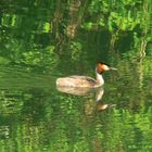 Spiegelungen am Altrhein im Frühling