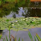 Spiegelungen am Dorfteich 