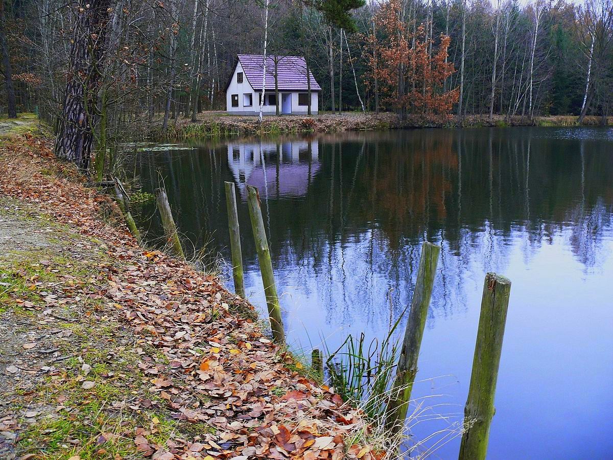 Spiegelungen am Fischteich 