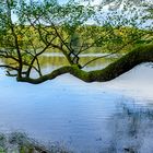 Spiegelungen am Liepnitzsee