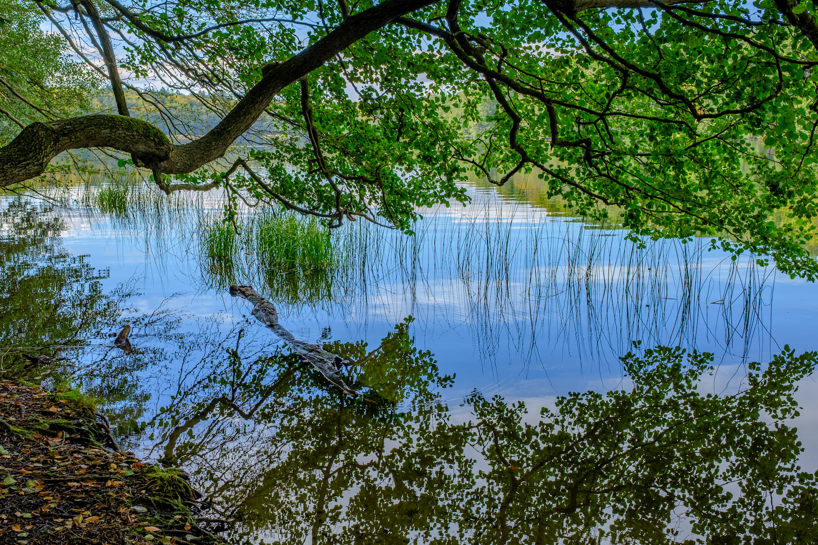 Spiegelungen am Liepnitzsee