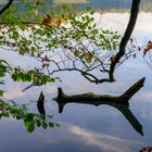 Spiegelungen am Liepnitzsee