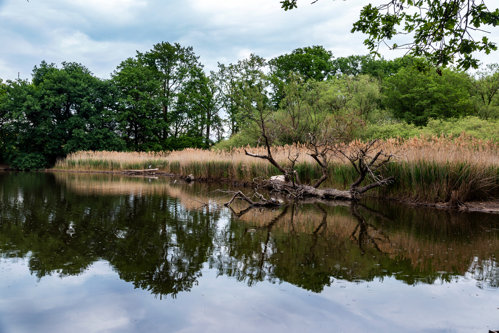 Spiegelungen am Scheuermühlenteich