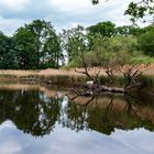 Spiegelungen am Scheuermühlenteich