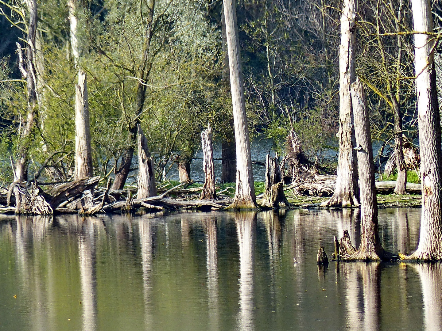 Spiegelungen am See