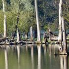 Spiegelungen am See