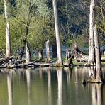 Spiegelungen am See