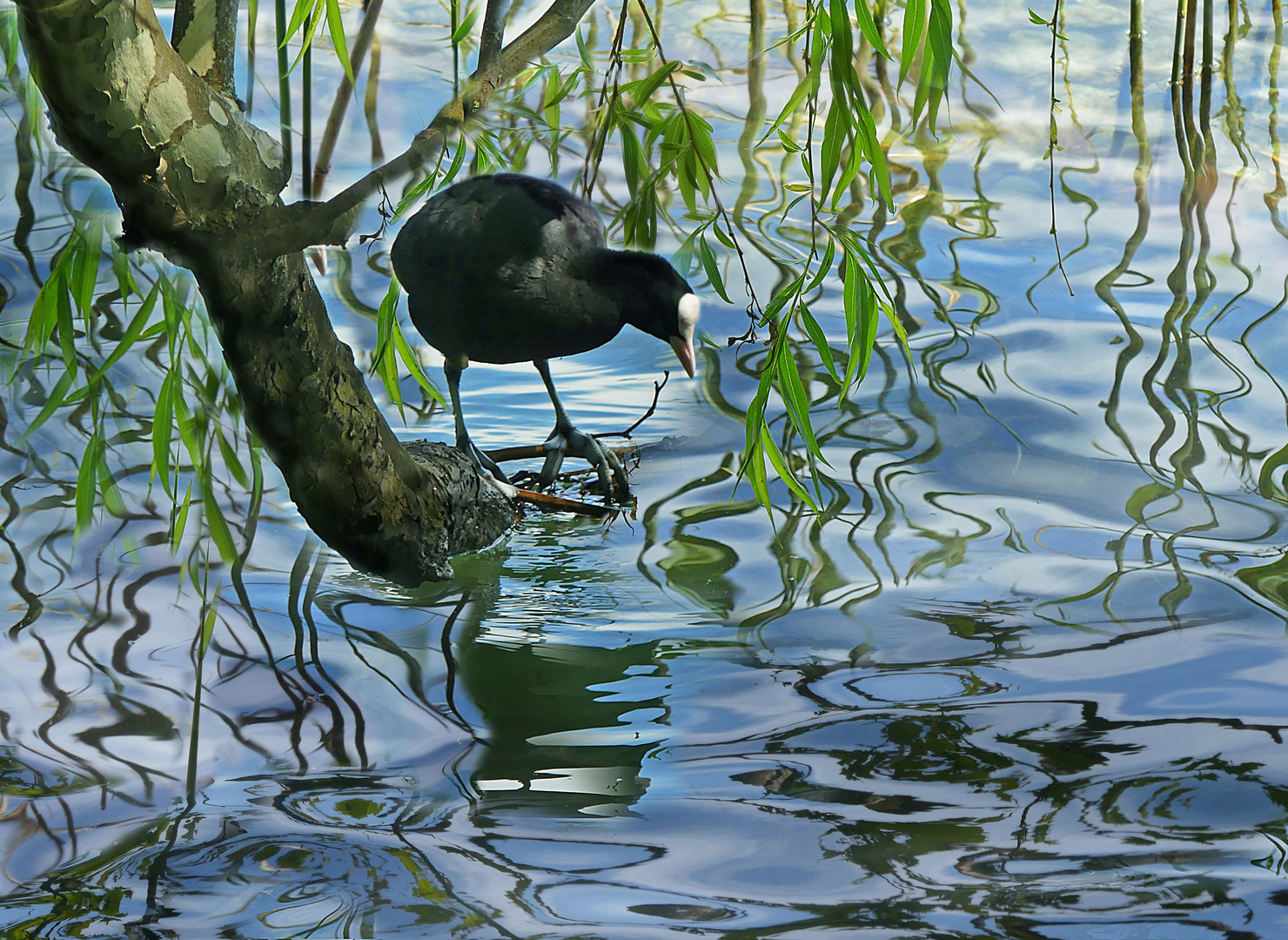 Spiegelungen am See