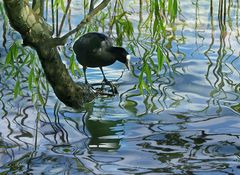 Spiegelungen am See