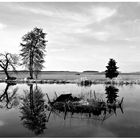 Spiegelungen am Weiher