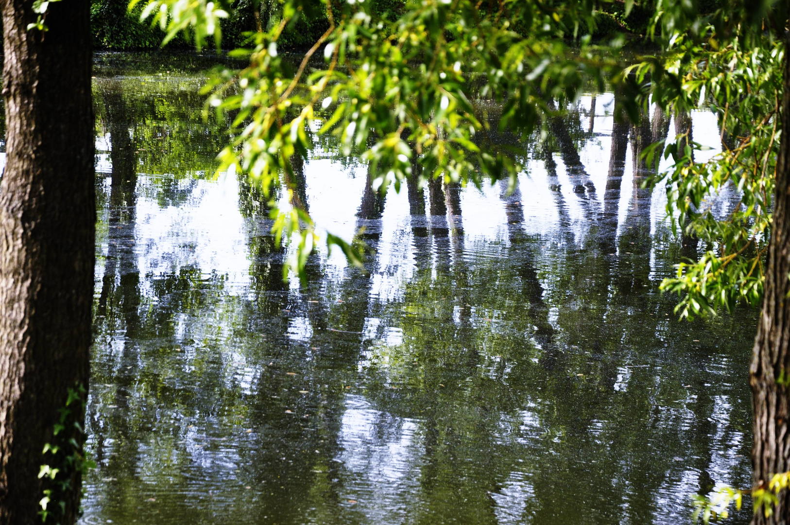 Spiegelungen auf dem Teich