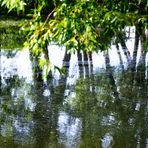 Spiegelungen auf dem Teich