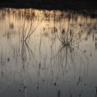 Spiegelungen auf dem Wasser 1