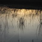 Spiegelungen auf dem Wasser 2