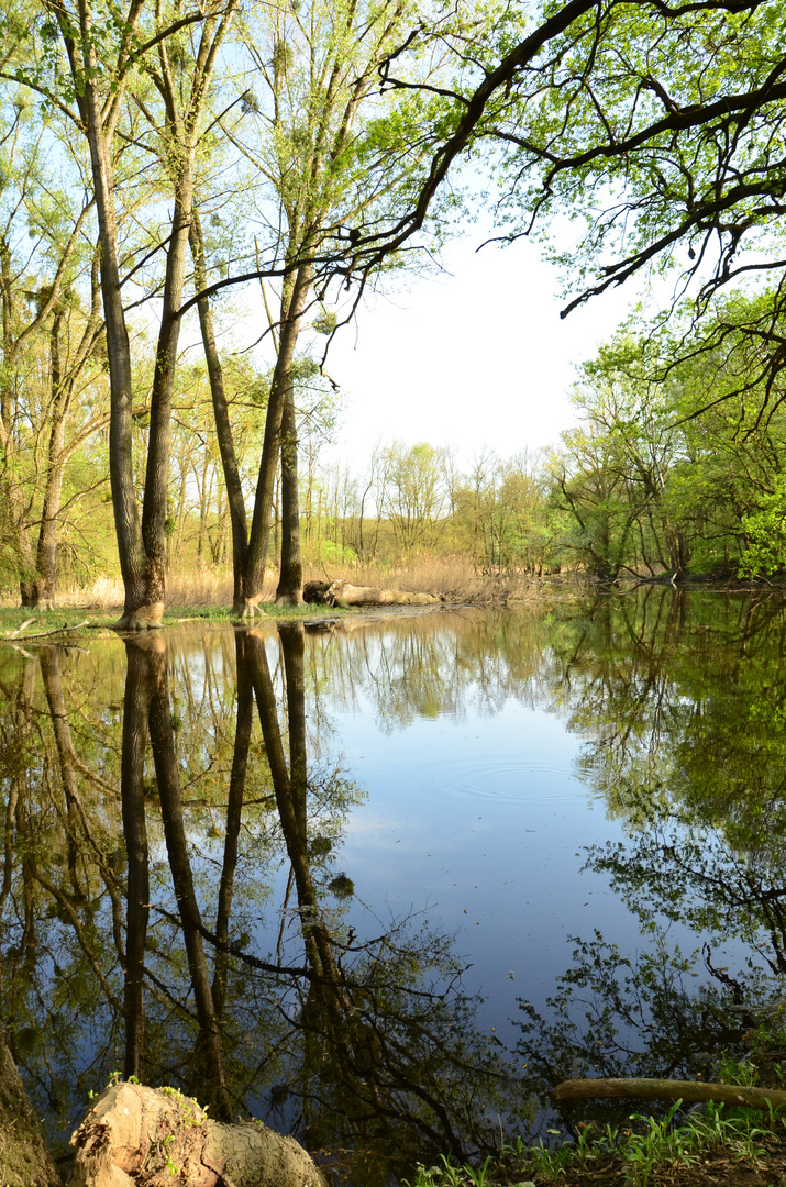 Spiegelungen