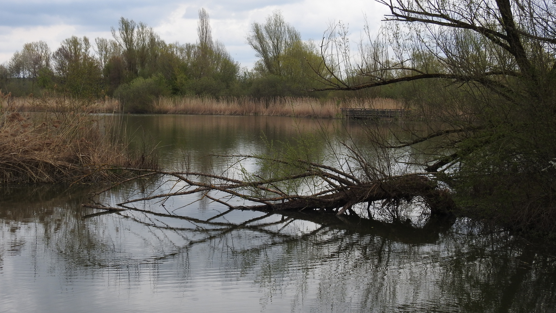 Spiegelungen  