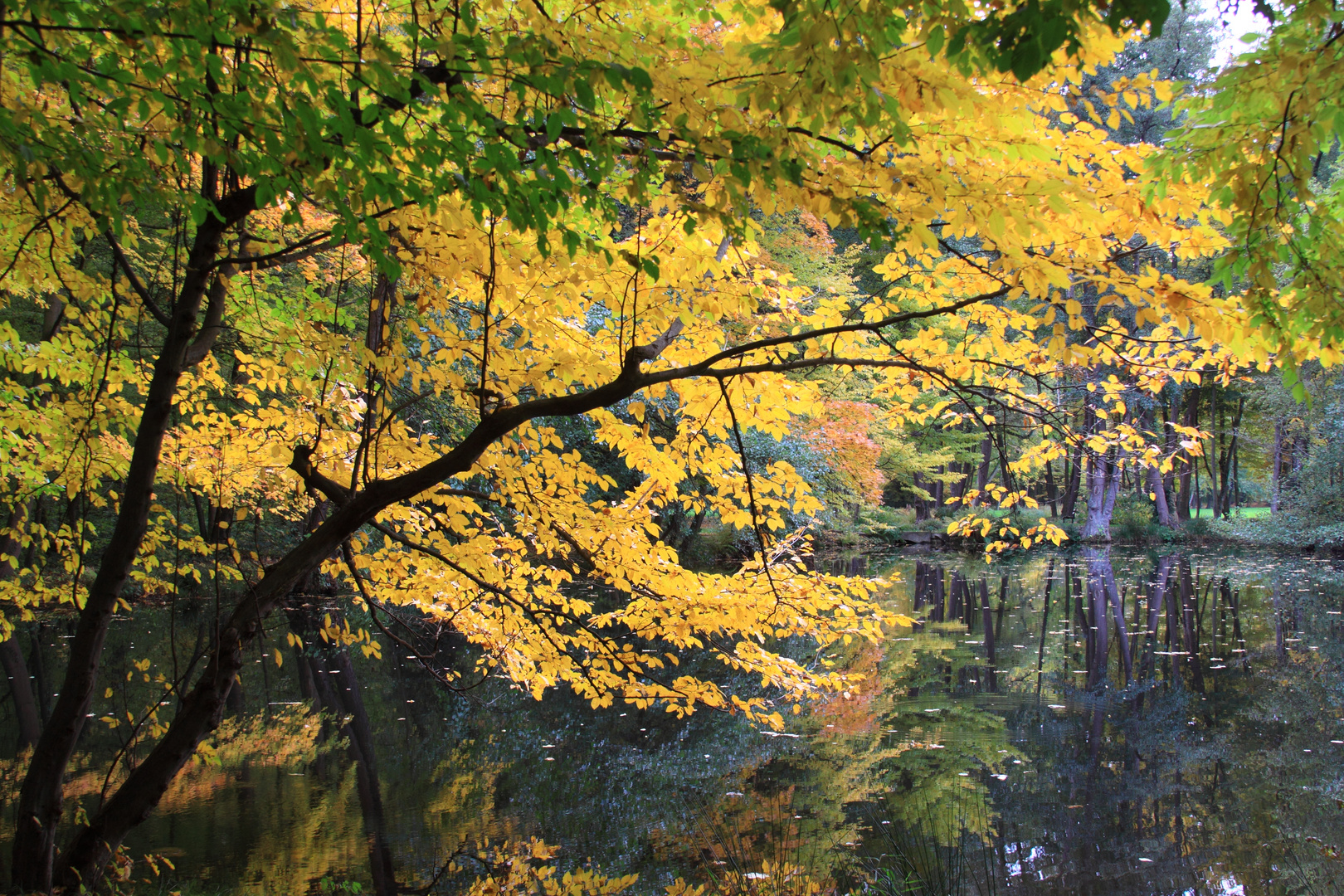 Spiegelungen einer Herbststimmung im Weiher vom Parc de Schoppenwihr