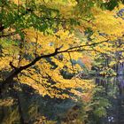 Spiegelungen einer Herbststimmung im Weiher vom Parc de Schoppenwihr