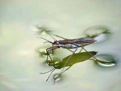 Spiegelungen eines Wasserläufers