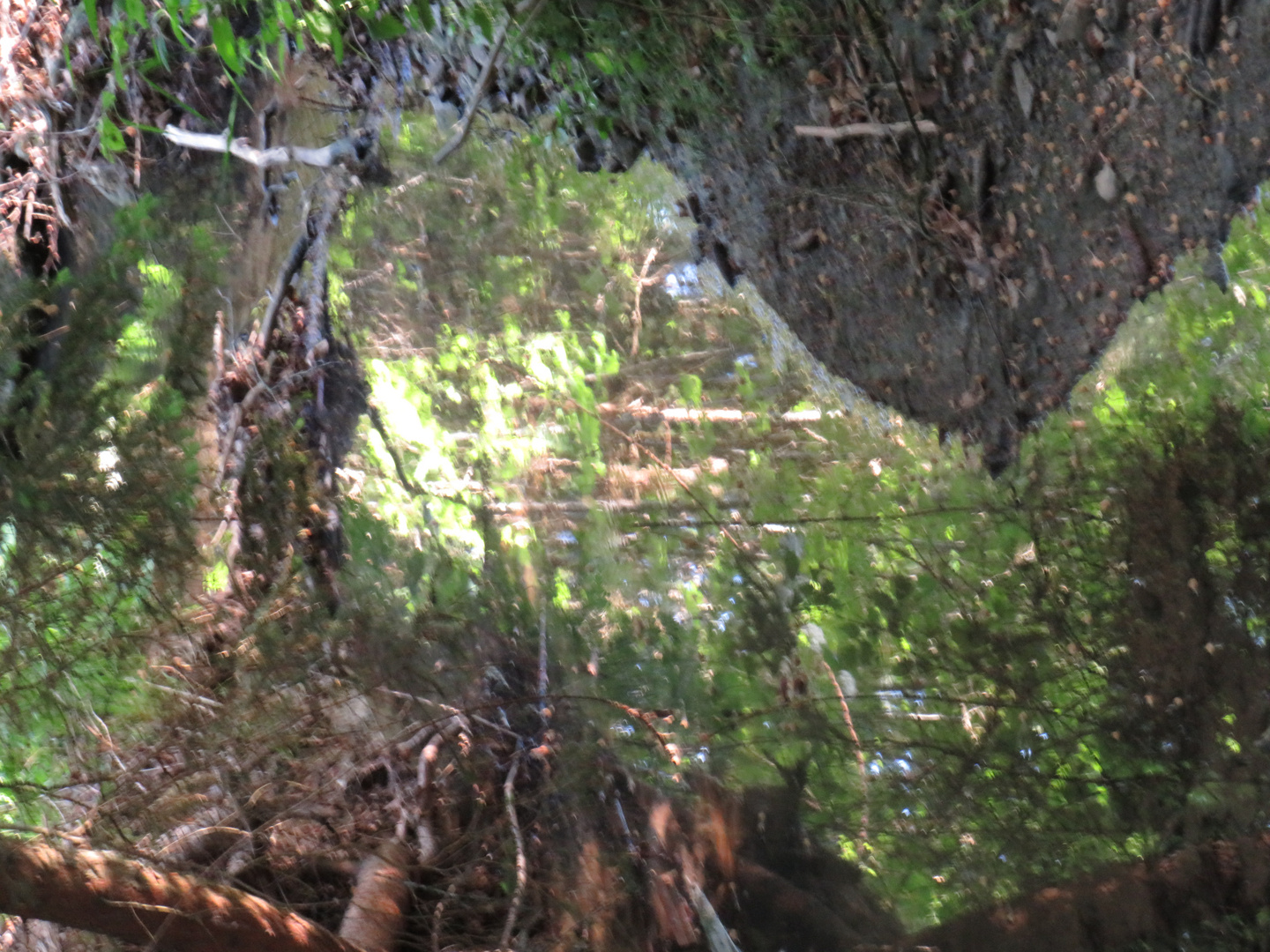 Spiegelungen im Bach