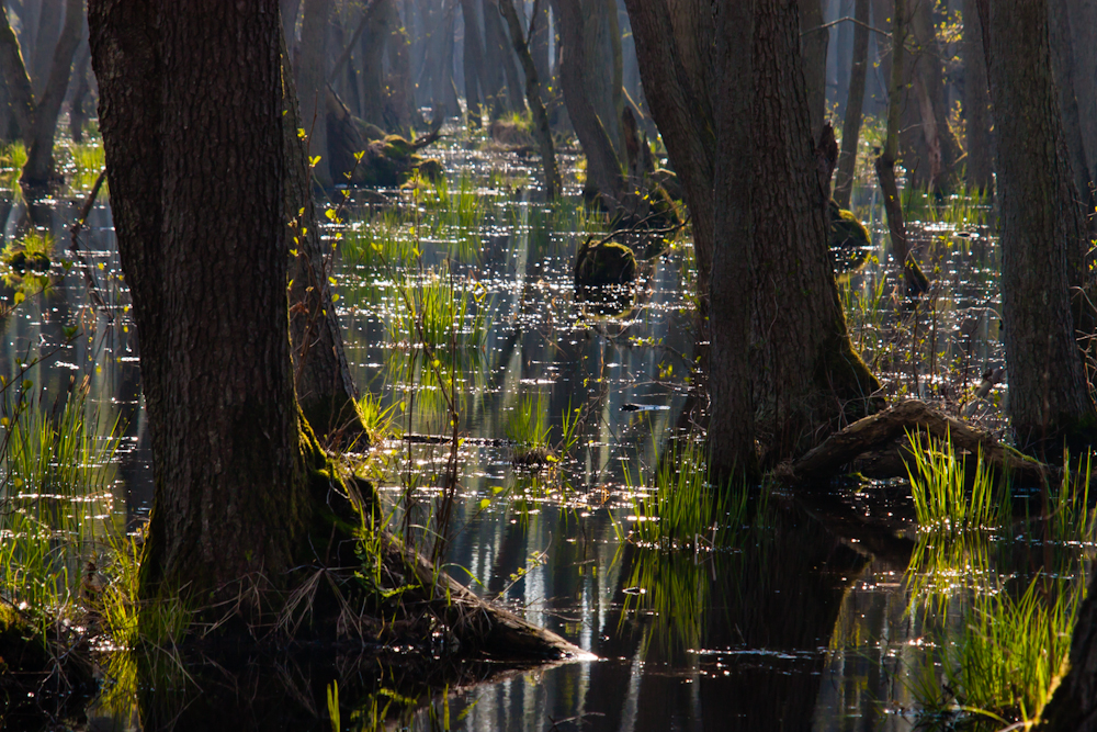 Spiegelungen im Darsswald