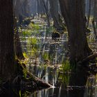 Spiegelungen im Darsswald