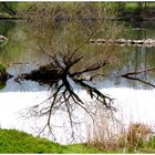 Spiegelungen im Fluss ,