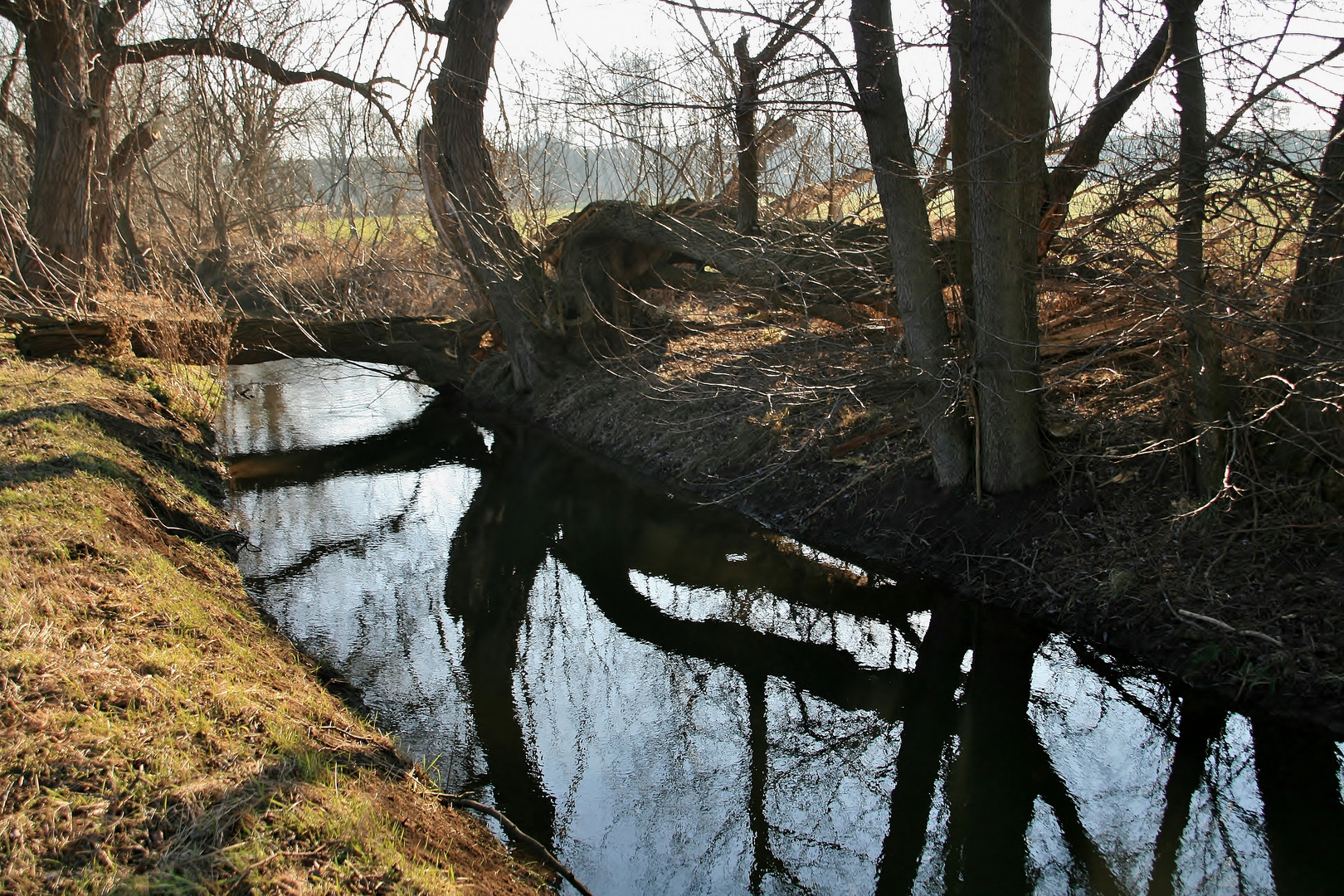 Spiegelungen im Goldbach