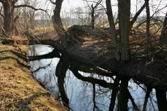 Spiegelungen im Goldbach