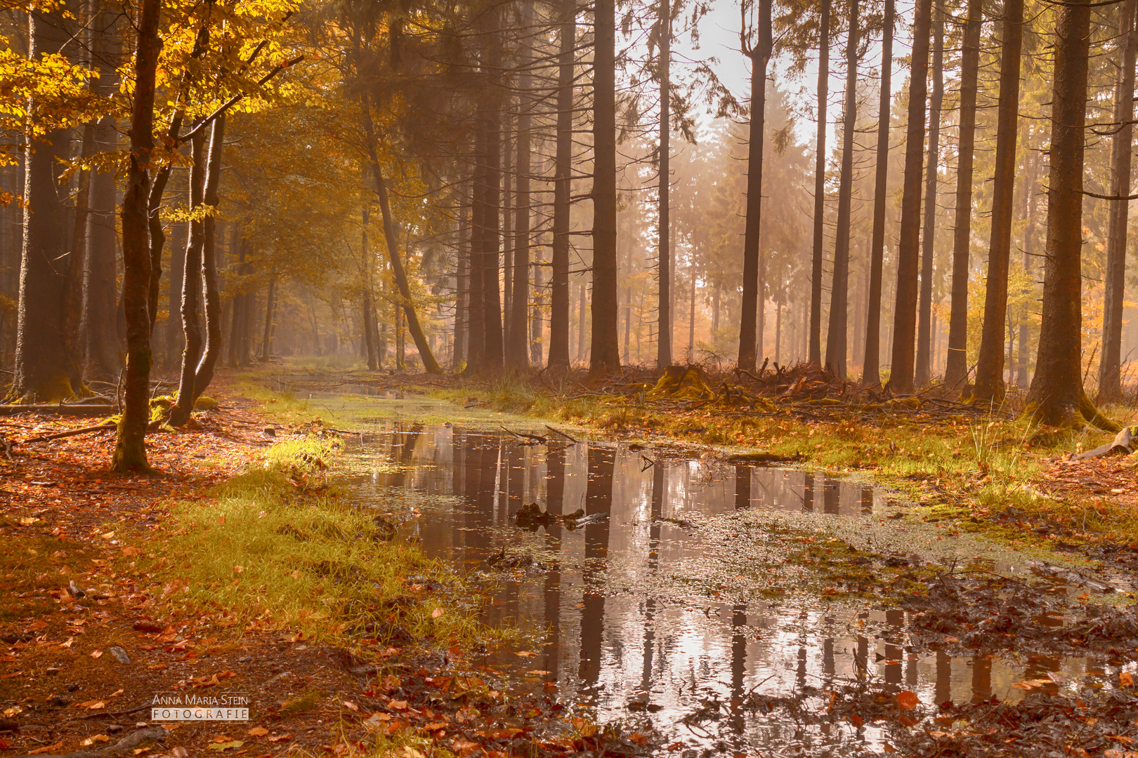 Spiegelungen im Herbst