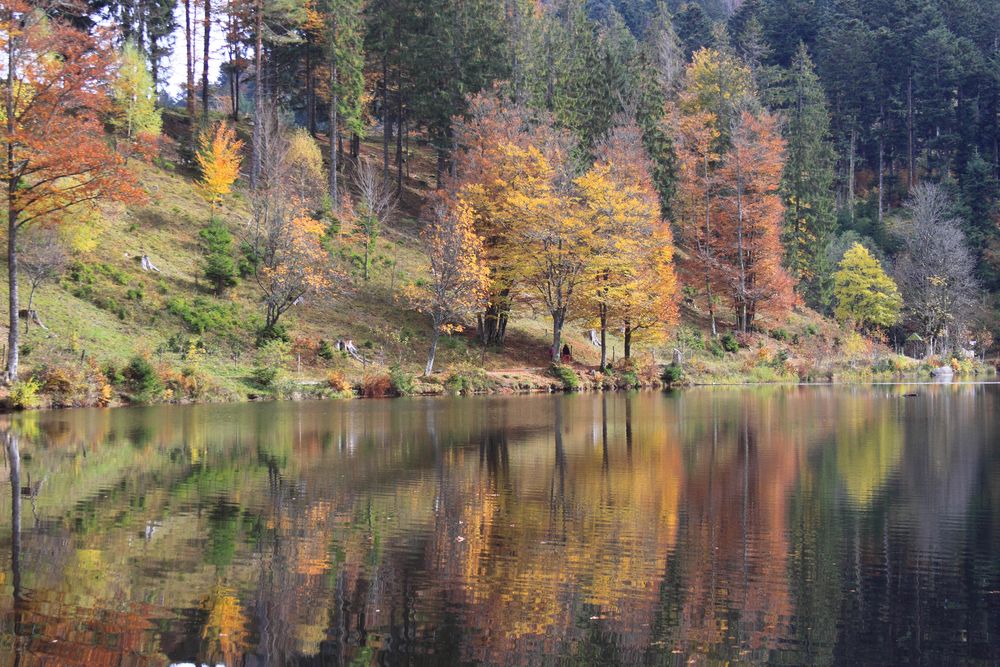 Spiegelungen im Karsee Nonnenmattweiher ...