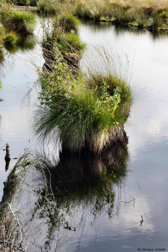 Spiegelungen im Moor