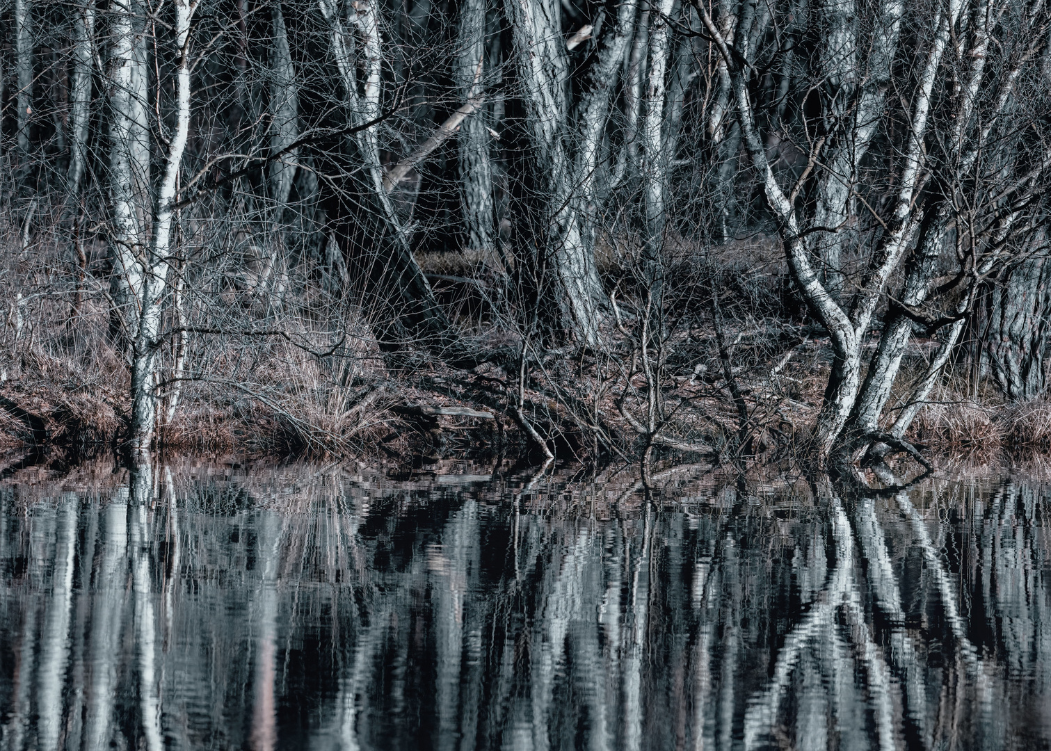 Spiegelungen im Moor