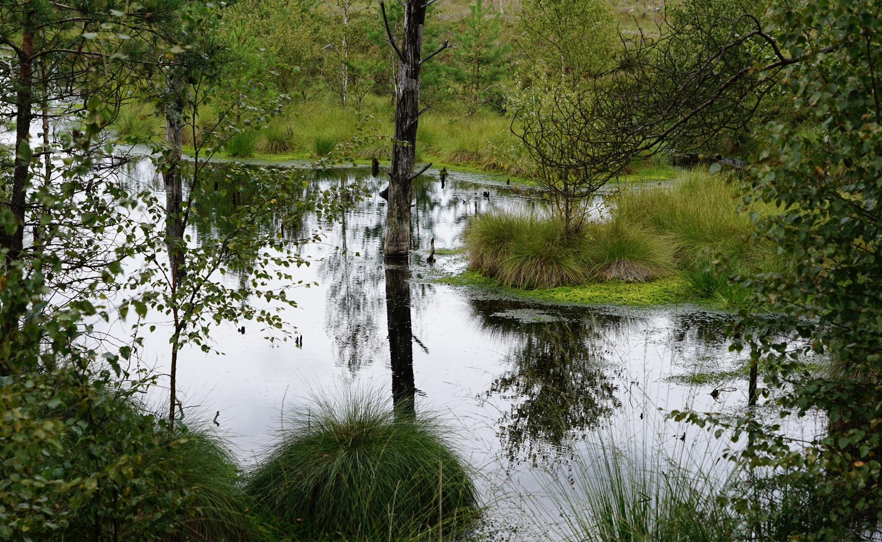 Spiegelungen im Moor