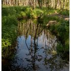 Spiegelungen im Moorwasser