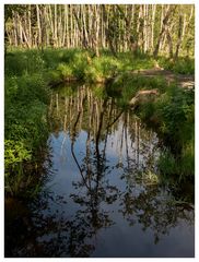 Spiegelungen im Moorwasser