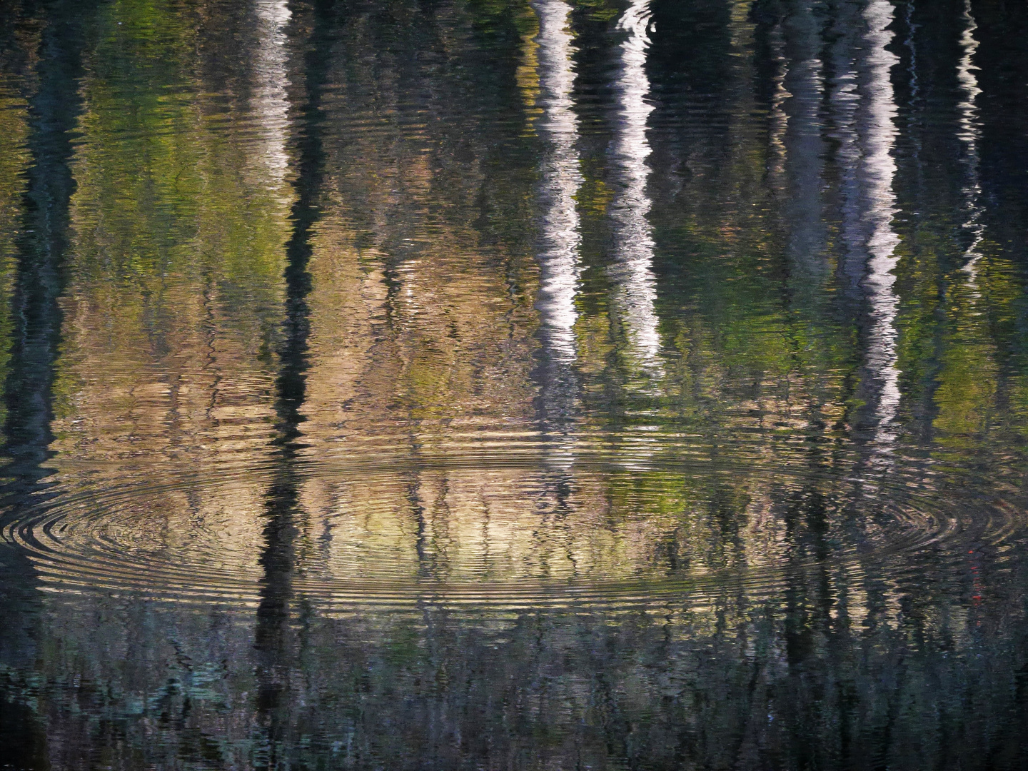 Spiegelungen im Schwarzwaldtümpel