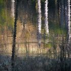 Spiegelungen im Schwarzwaldtümpel