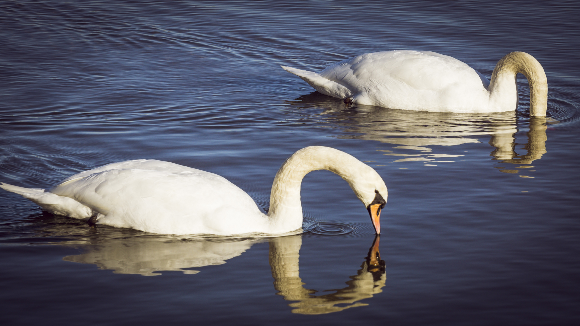 Spiegelungen im See