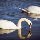 Spiegelungen im See