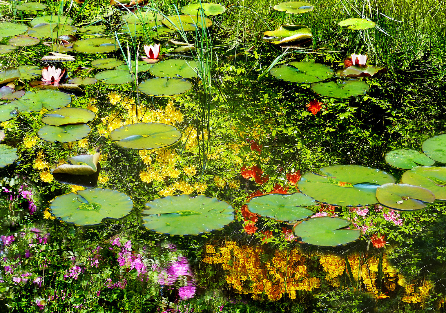 Spiegelungen im Seleger Moor