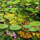 Spiegelungen im Seleger Moor