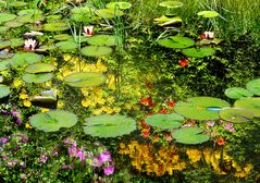 Spiegelungen im Seleger Moor