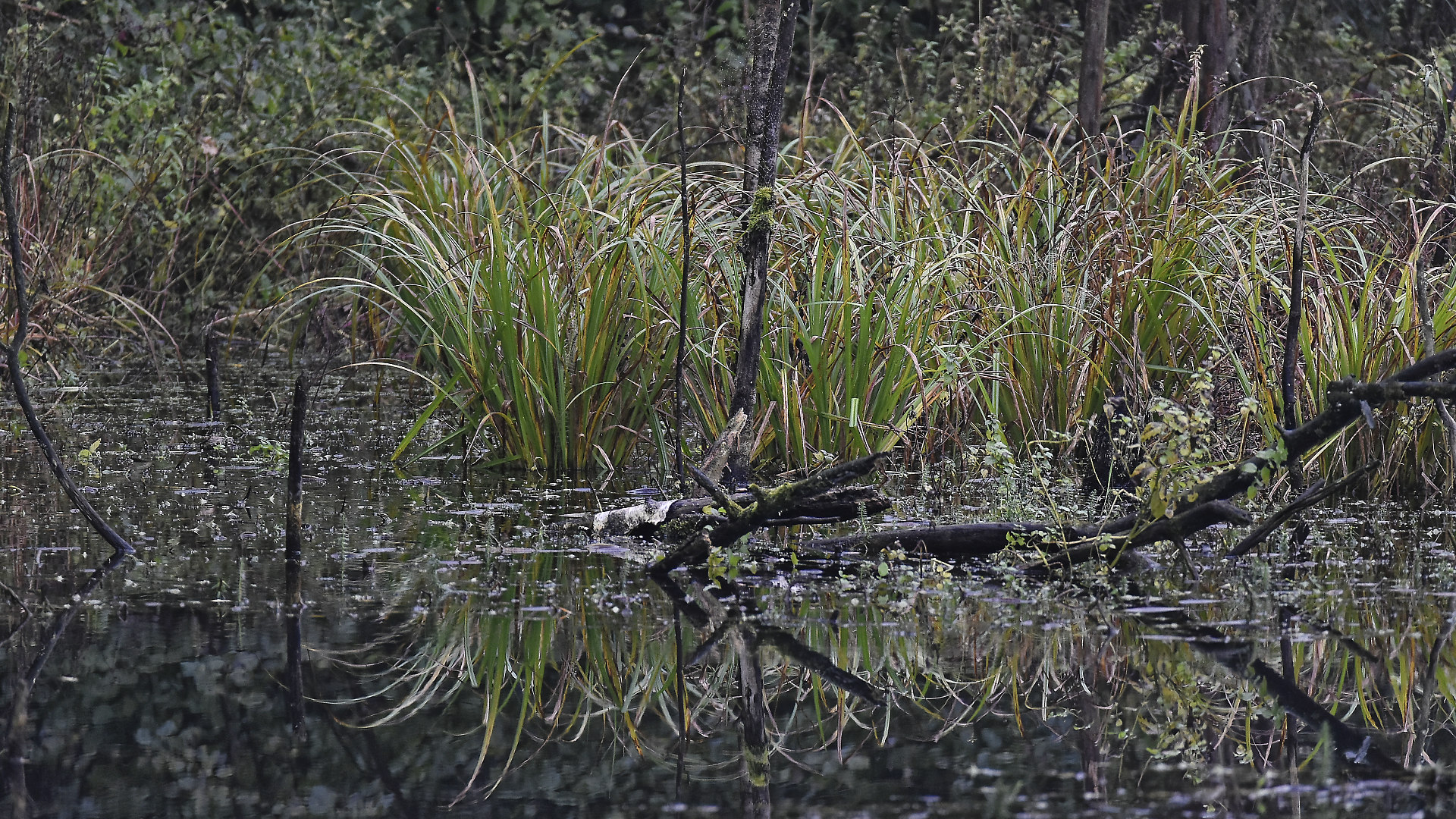 Spiegelungen im Sumpf