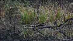 Spiegelungen im Sumpf