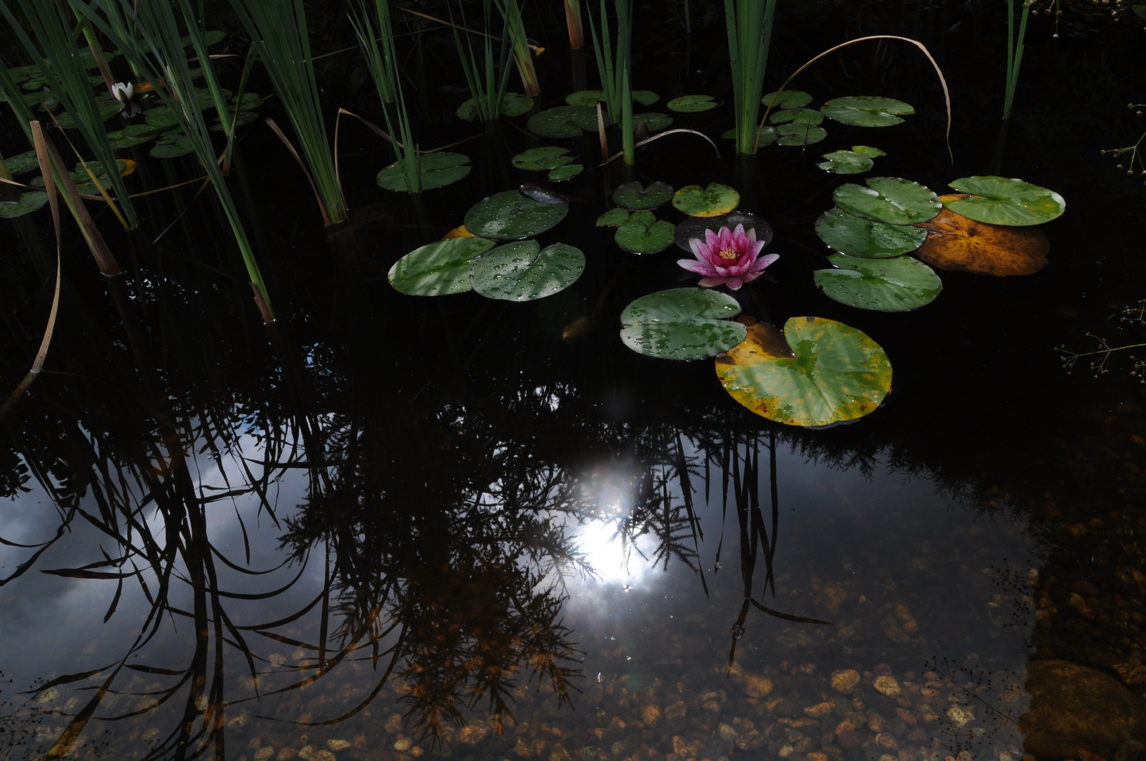 Spiegelungen im Teich (: