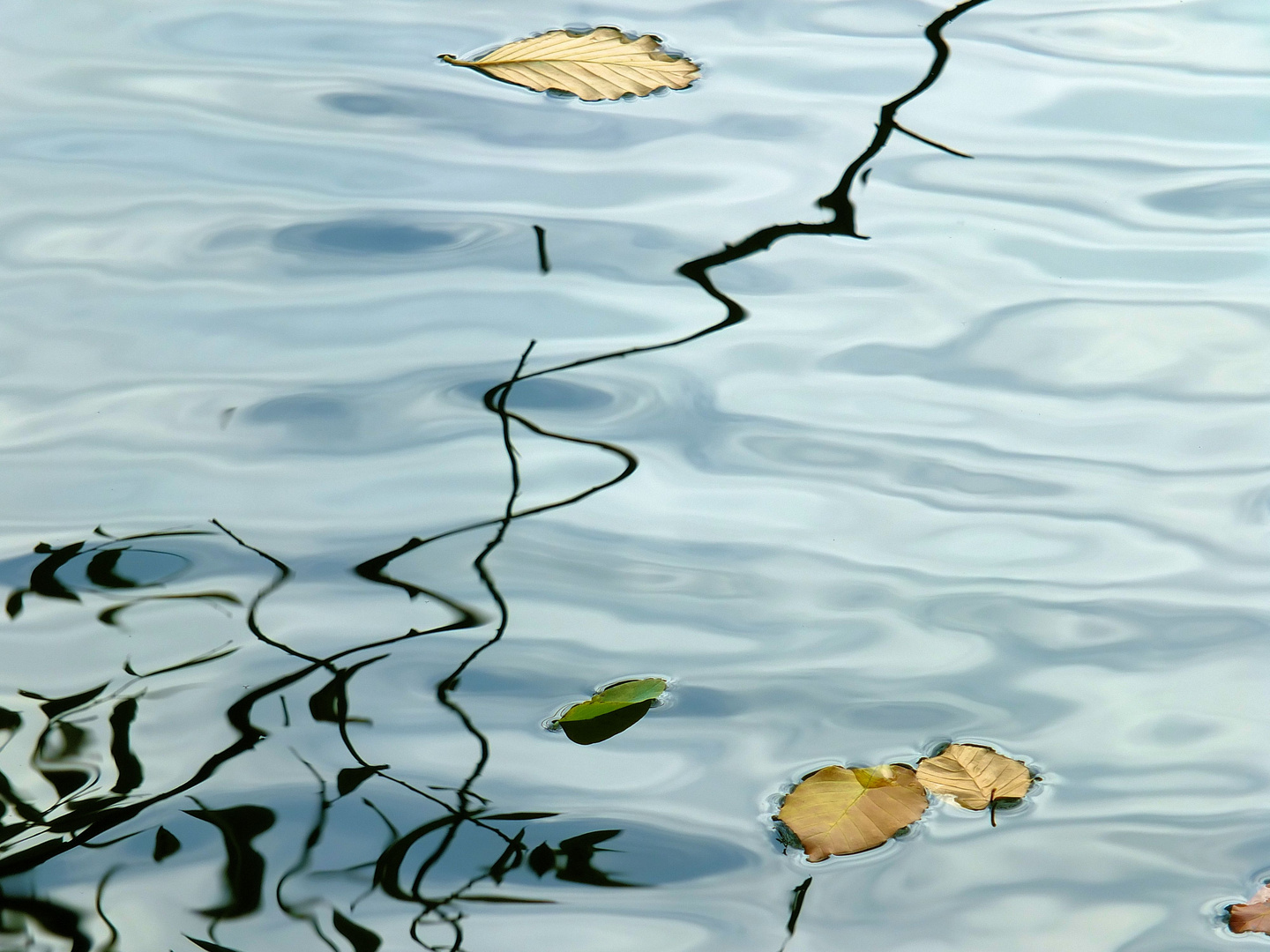 Spiegelungen im Teich