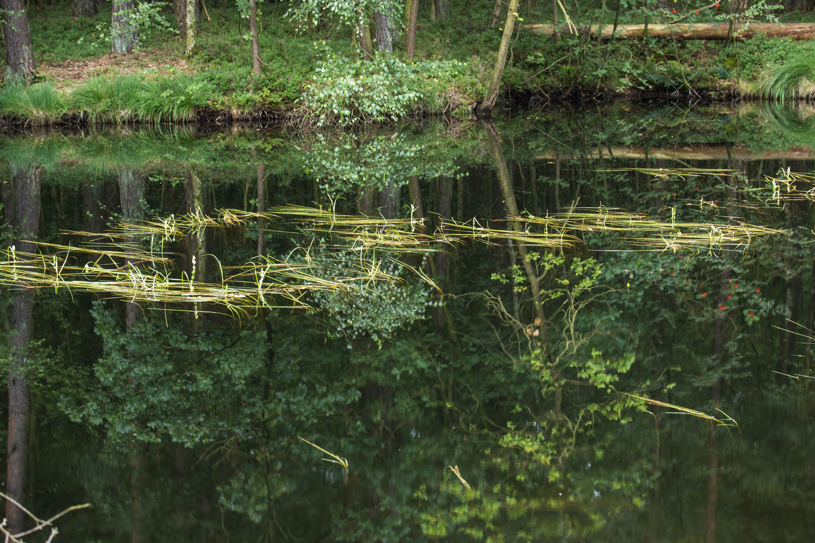 Spiegelungen im Teich der Nordheide